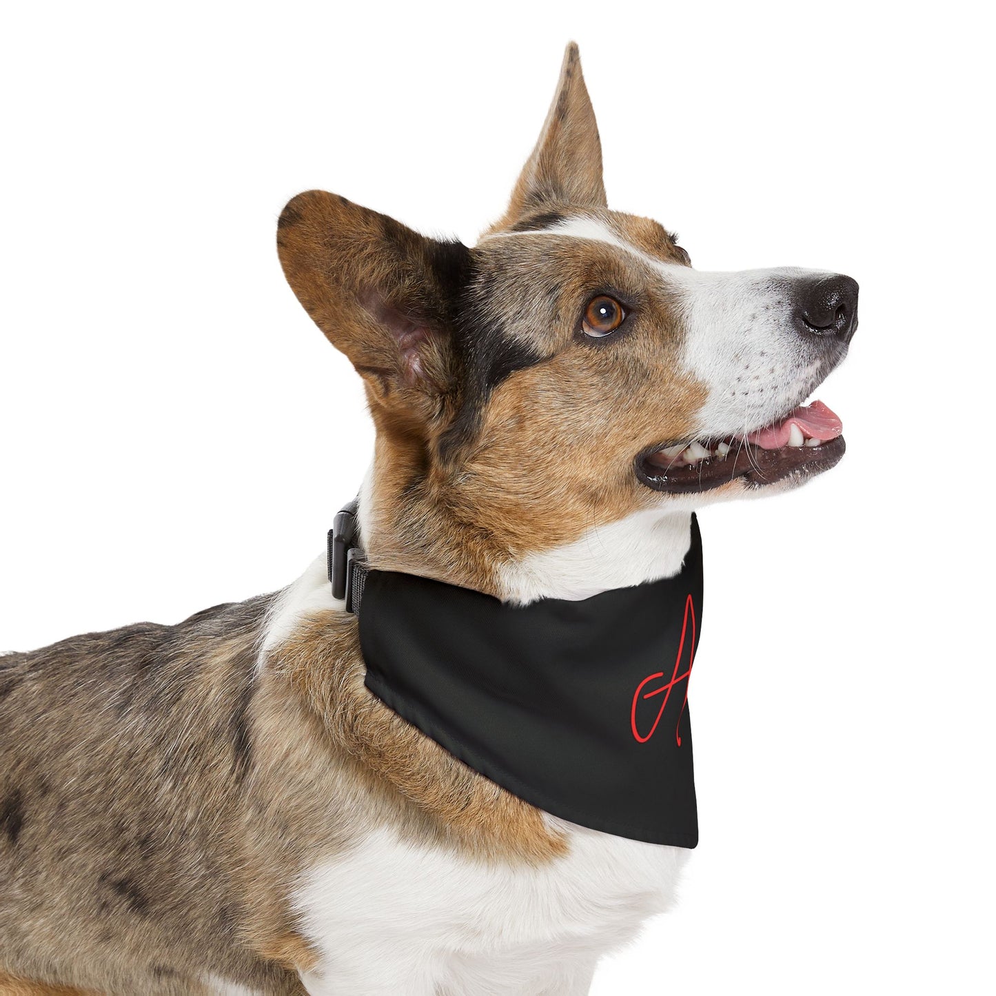 A stylish pup wears a bold rainbow-patterned scarf, proudly showing support for LGBTQ+ pride and allyship